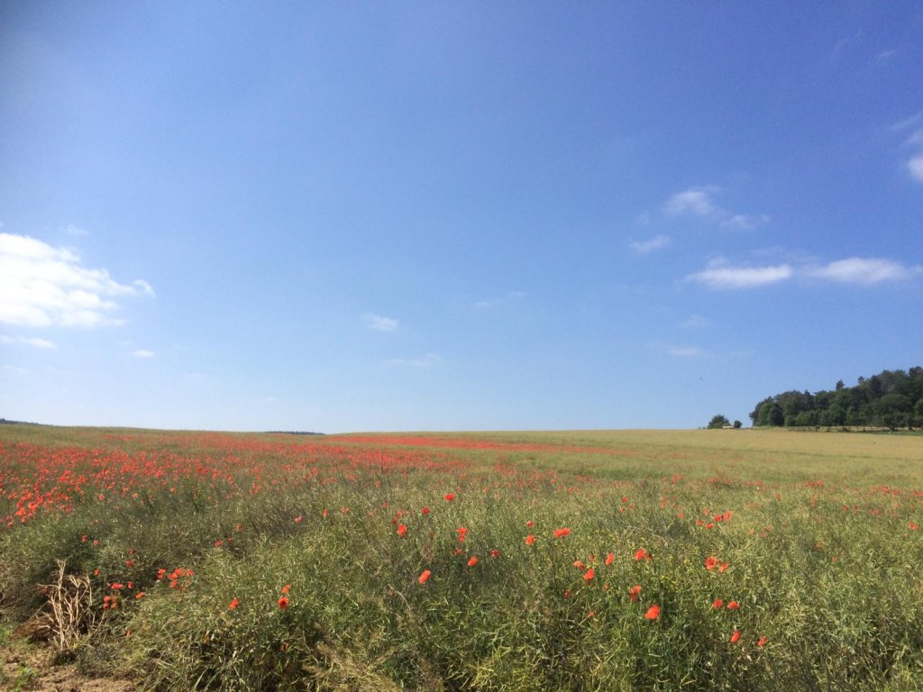 Veld met bloemen 